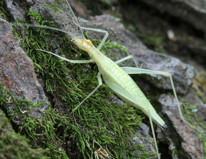 Snowy Tree Cricket